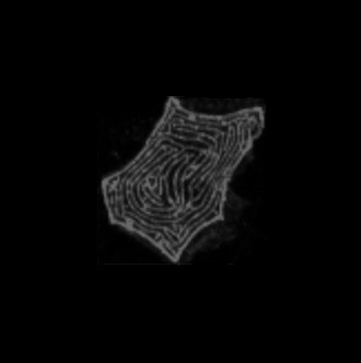 Microscope image of zebrafish after segmentation