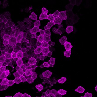 Microscope image of zebrafish before segmentation